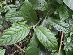 Metarungia pubinervia