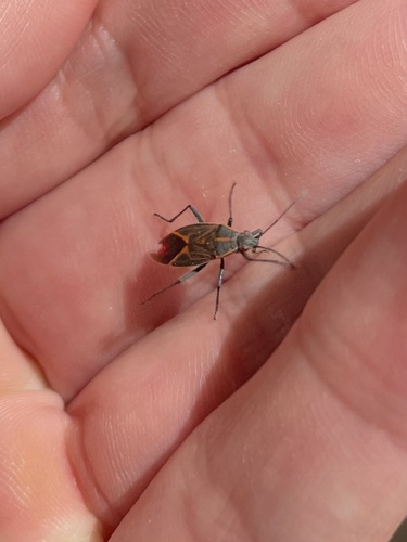iNaturalist observation photo of Western Boxelder Bug