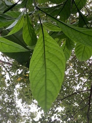 Metarungia pubinervia