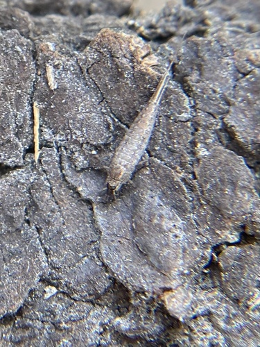 iNaturalist observation photo of Bristletails