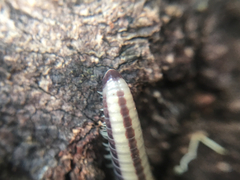 Spirobolellus immigrans