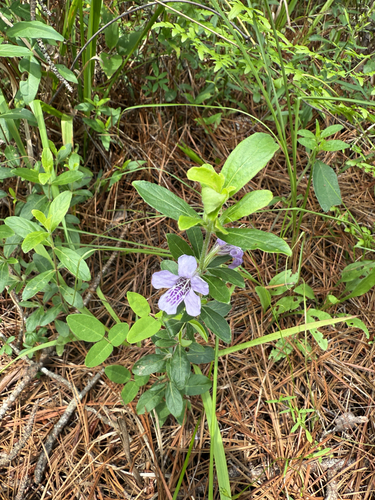 Dyschoriste oblongifolia, photograph 3