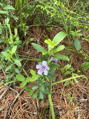 (c) carter, some rights reserved (CC BY) Dyschoriste oblongifolia, photograph (c) carter, some rights reserved (CC BY)