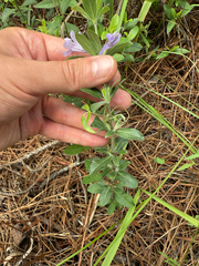 (c) carter, some rights reserved (CC BY) Dyschoriste oblongifolia, photograph (c) carter, some rights reserved (CC BY)