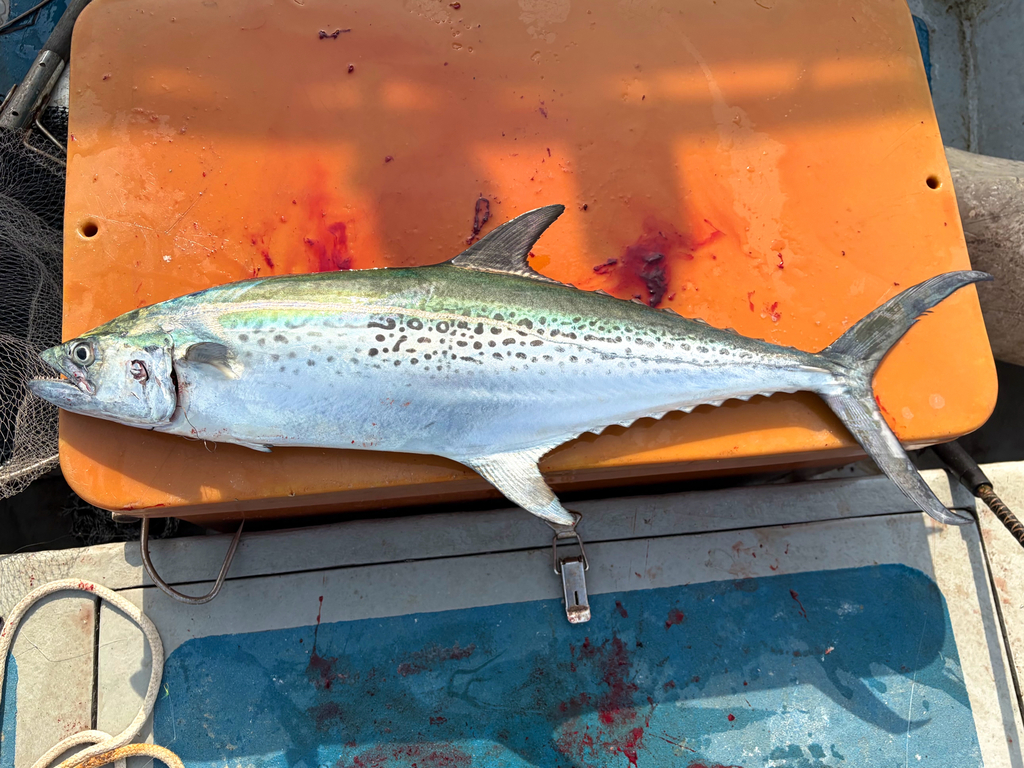 Korean seerfish (Scomberomorus koreanus) — Scombridae
