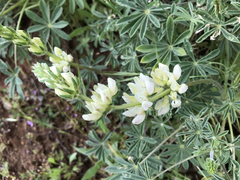 Lupinus densiflorus