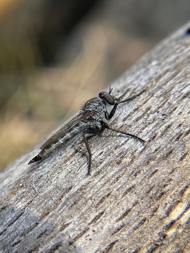 iNaturalist observation photo of Asilinae