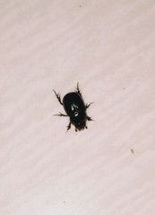 Scarabaeidae