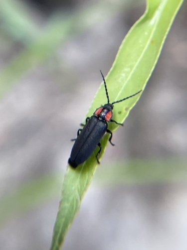 iNaturalist observation photo of Dark Firefly