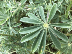 Lupinus densiflorus