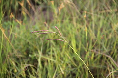 Paspalum plicatulum, photograph (c) Texas Bird Family, some rights reserved (CC BY)