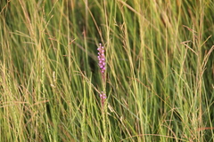 Liatris acidota, photograph (c) Texas Bird Family, some rights reserved (CC BY)