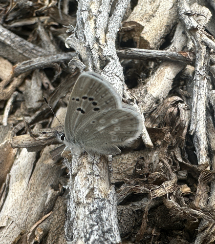 iNaturalist observation photo of Boisduval's Blue