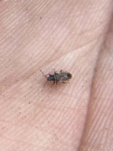 iNaturalist observation photo of Seed Bugs and Allies