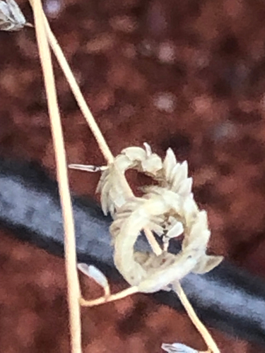 Eragrostis eriopoda