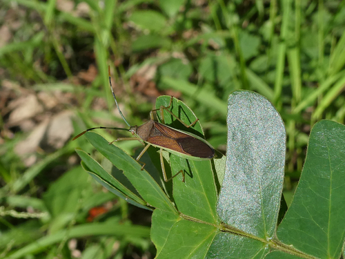 Homoeocerus pallens