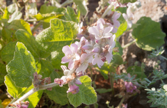 Malacothamnus clementinus