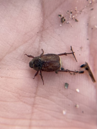 iNaturalist observation photo of Hoplia