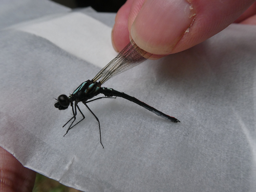 Western Red-tipped Jewel