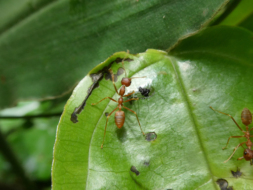 African Weaver Ant