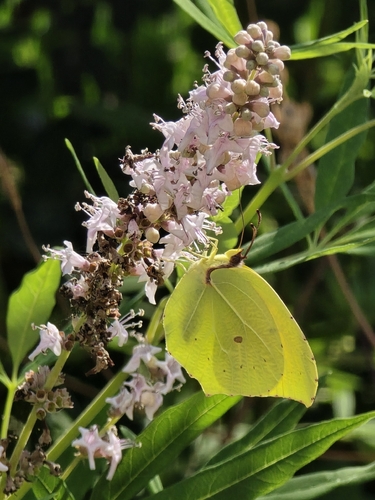 Cleopatra Butterfly