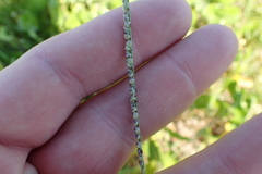 Paspalum monostachyum