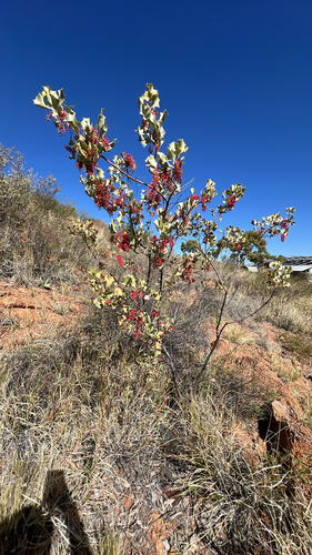 Wickham's Grevillea