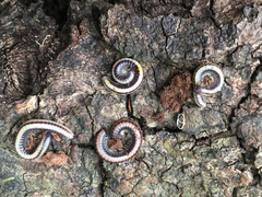 Spirobolellus immigrans