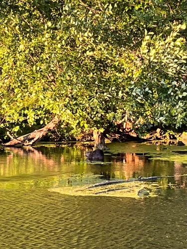 American Beaver