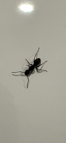 Eastern Black Carpenter Ant