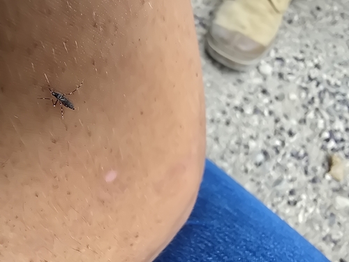 Asian Tiger Mosquito