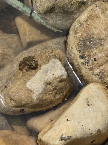 Marsh Frog