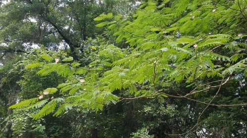 Albizia julibrissin image