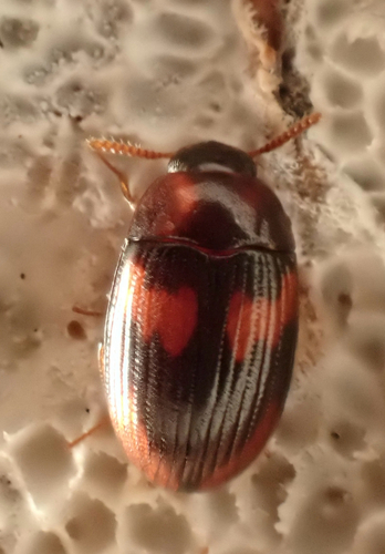 Platydema subfascia, 2026-07-05