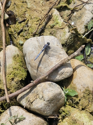 Epaulet Skimmer