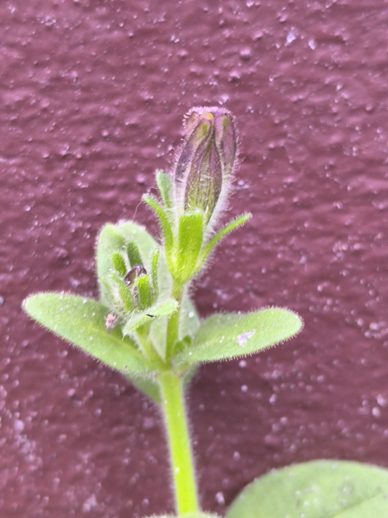 Dạ yến thảo – Petunia atkinsiana