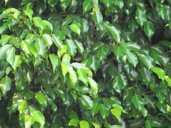 Ficus benjamina