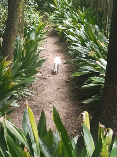 Domestic Cat