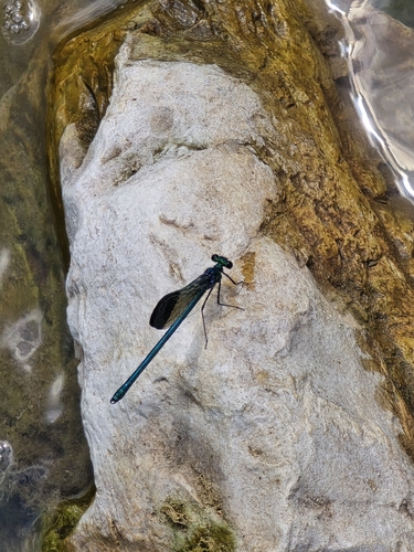 Syrian Demoiselle