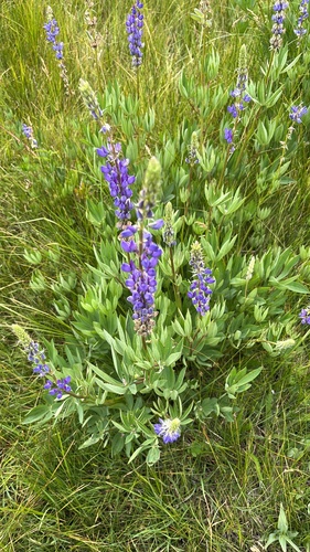 iNaturalist observation photo of lupines