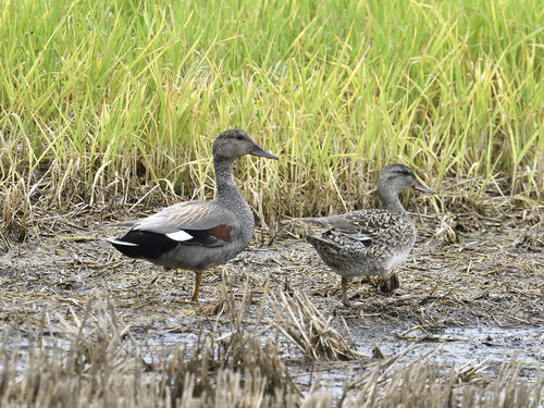 Common Gadwall