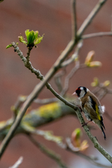 Carduelis carduelis