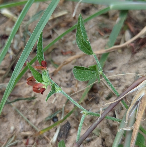 Pediomelum rhombifolium, photograph 3