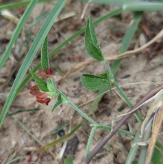 Pediomelum rhombifolium, photograph (c) Megan Kossa, some rights reserved (CC BY)