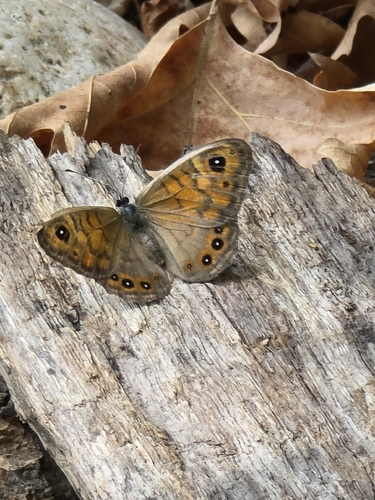 Wall Brown
