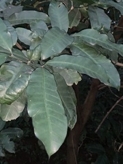 Tabernaemontana ventricosa