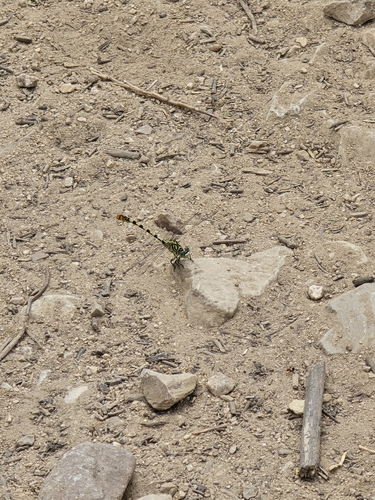 Pale Pincertail