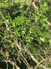 Zanthoxylum hirsutum