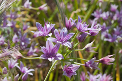 Allium praecox