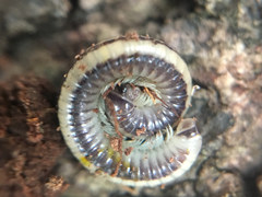 Spirobolellus immigrans